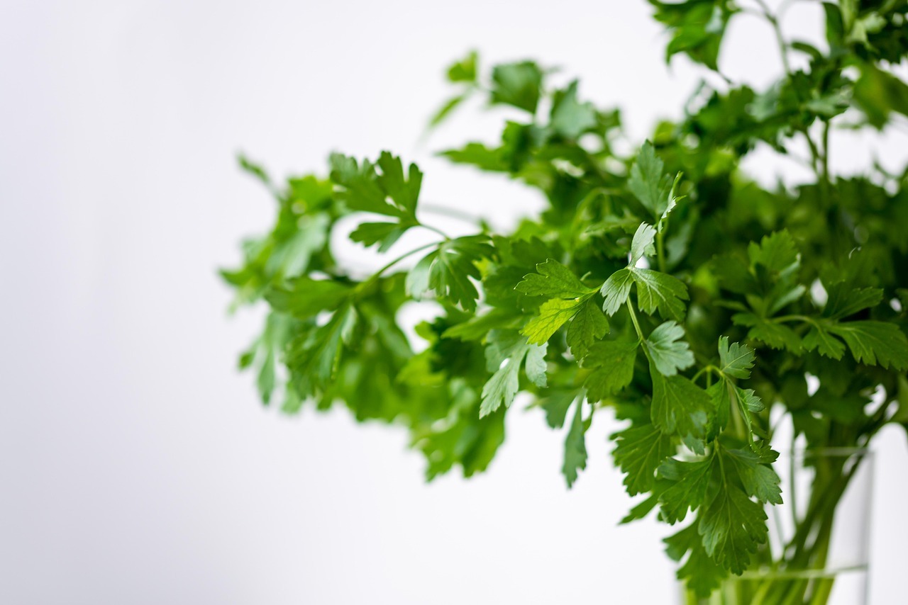 Cilantro: beneficios para la salud y receta de jugo desintoxicante