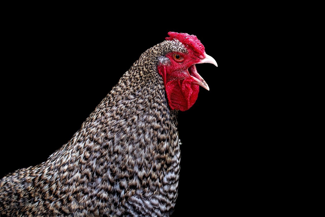 Partes del pollo que adultos mayores deberían consumir con moderación según especialistas en cardiogeriatría