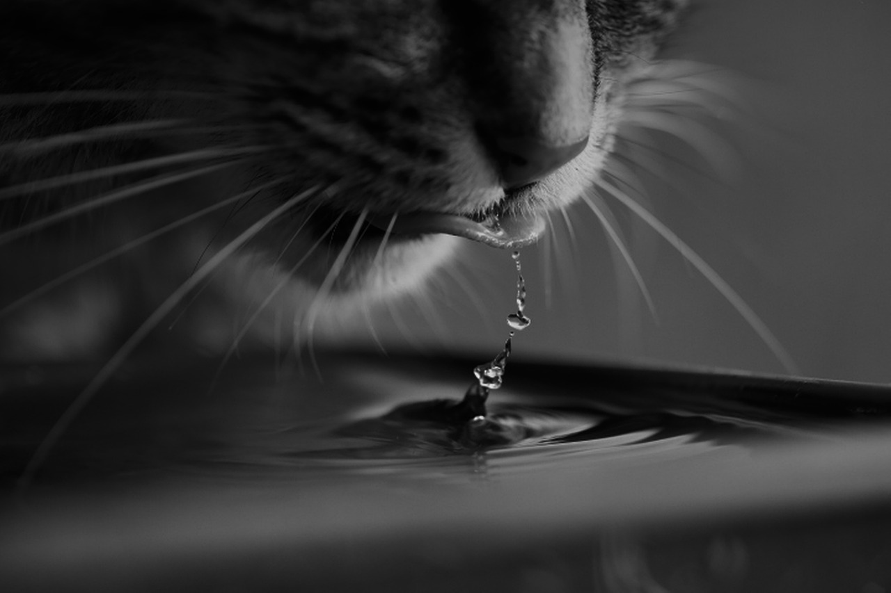 Beber agua en ayunas: mitos, verdades y lo que dice la ciencia sobre la hidratación matutina