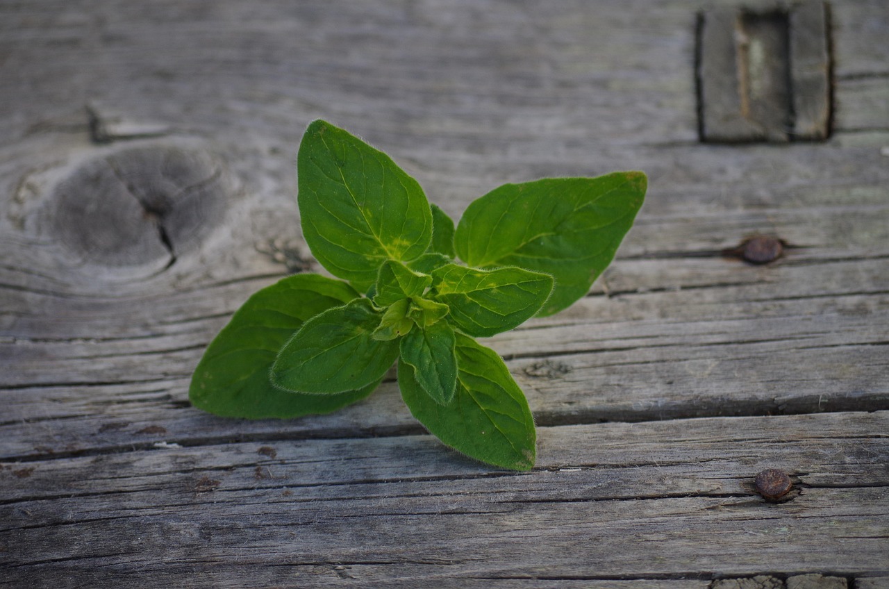 Orégano: la hierba más poderosa de la naturaleza y sus beneficios para la salud