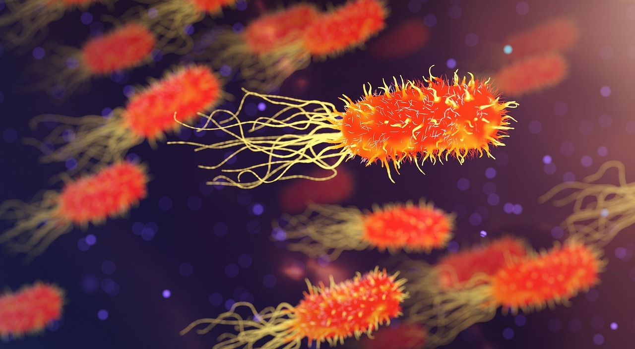 Akkermansia muciniphila: la bacteria intestinal que apoya la respuesta contra el cáncer y cómo potenciarla con la alimentación