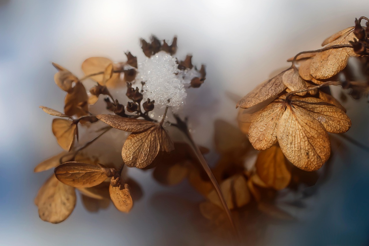 Cómo revivir las zonas secas del césped con un truco natural y económico