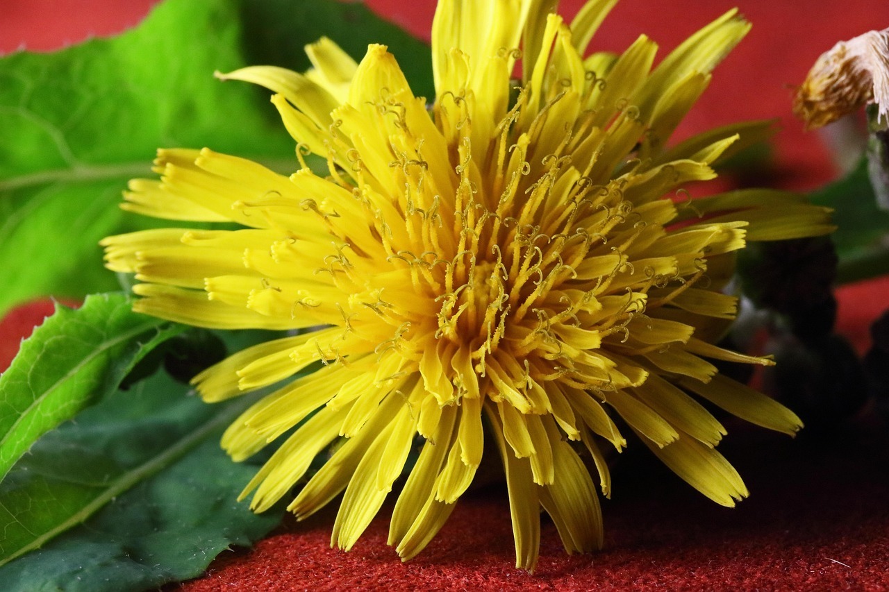 Diente de león: los beneficios nutricionales de una planta subestimada