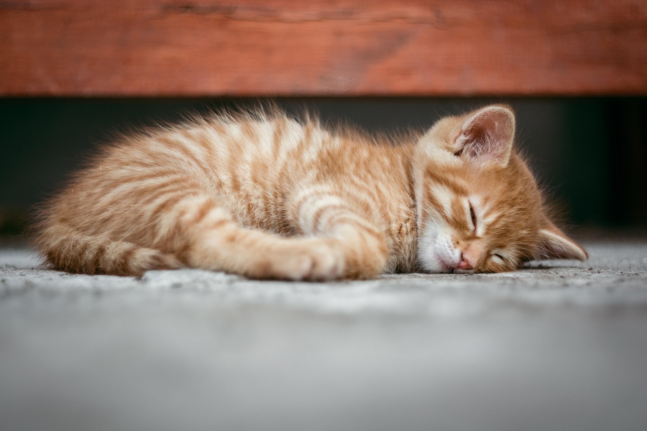 Dormir con mascotas: primeras señales que da el cuerpo y cómo descansar bien de todas formas