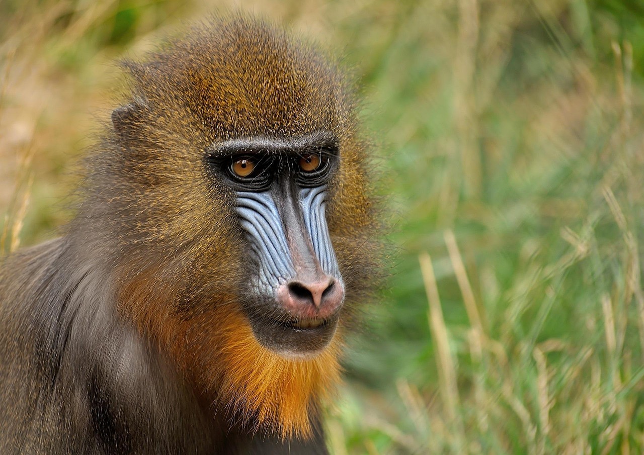El mandril del taladro: el componente clave que determina el rendimiento de tu herramienta