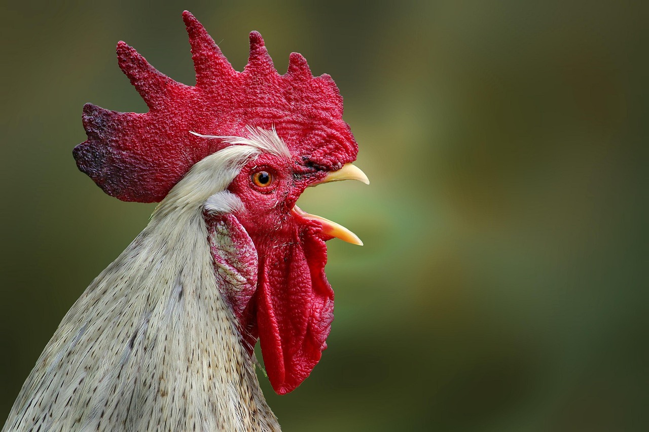El significado bíblico del gallo en la negación de Pedro: símbolo de arrepentimiento y restauración