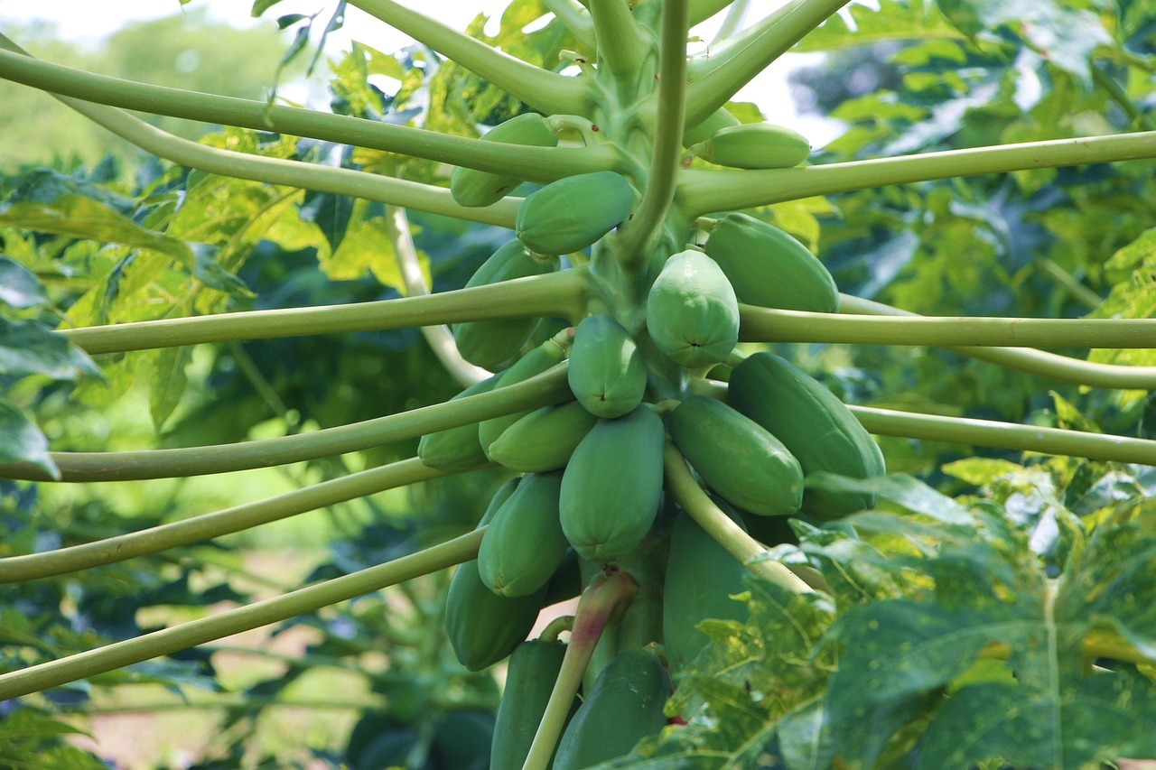 Hojas de papaya hervidas: beneficios para la digestión, el hígado y el equilibrio del organismo