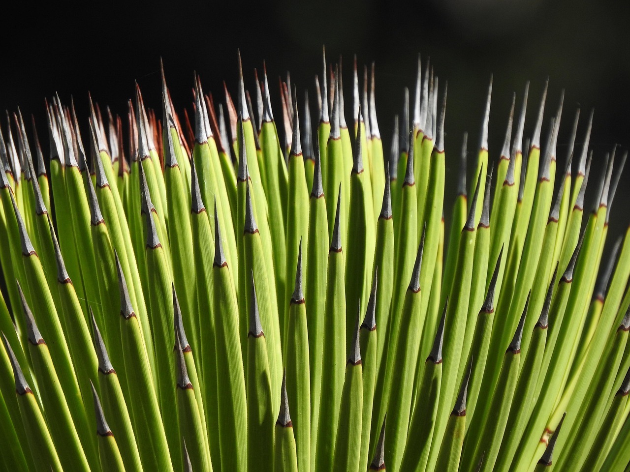 Maguey morado: beneficios para la salud y usos tradicionales de esta planta ancestral