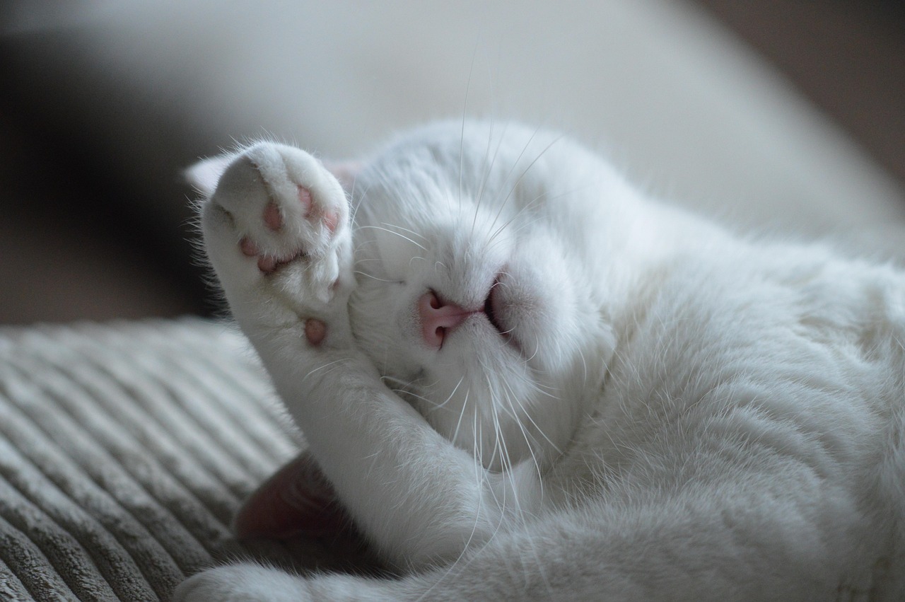 ¿Por qué mi gato elige dormir conmigo? 10 razones reveladoras del comportamiento felino