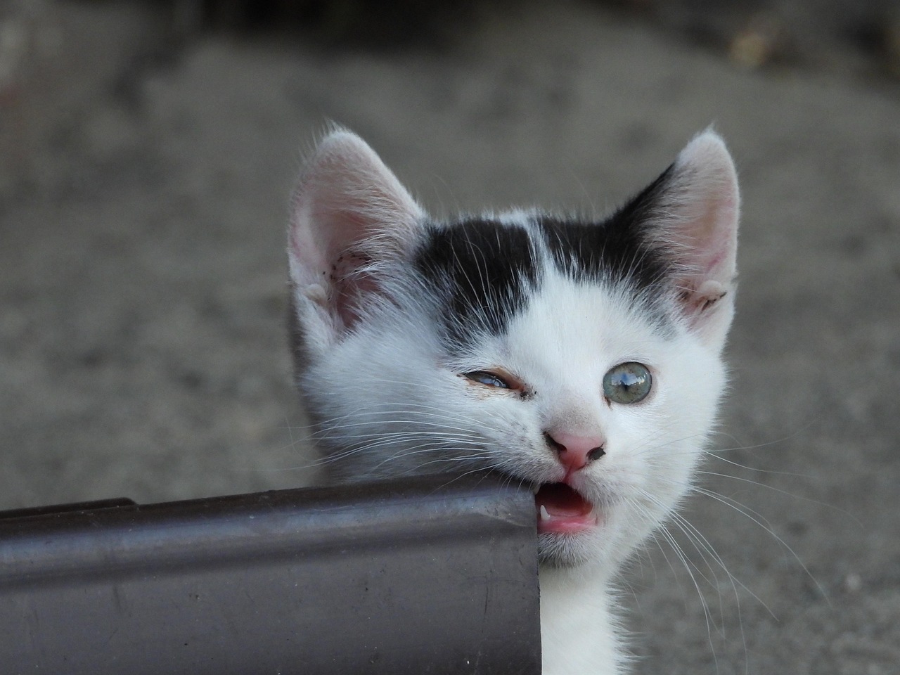 Por qué mi gato me muerde: la comunicación silenciosa detrás del comportamiento felino