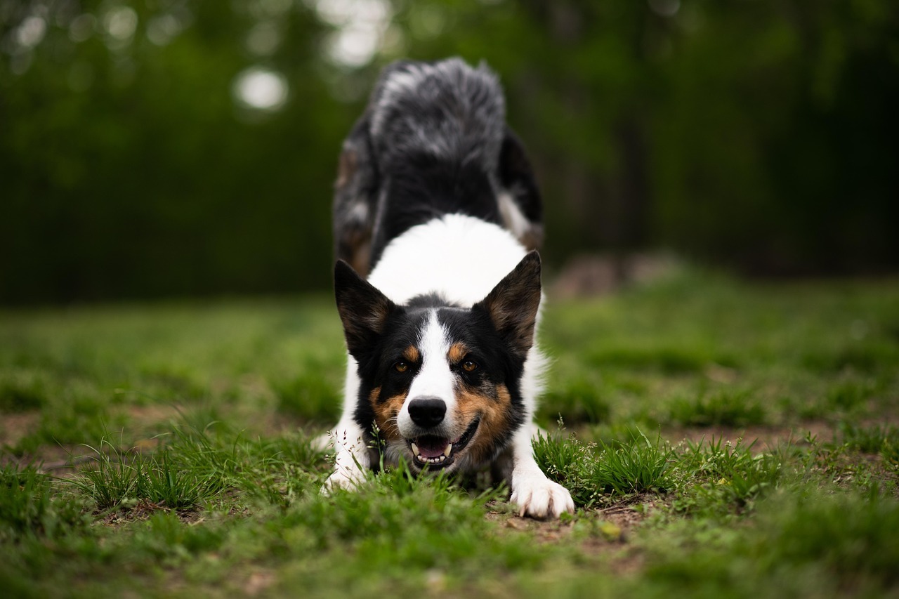 Qué hacer si un perro se abalanza sobre ti: 5 segundos que pueden salvarte