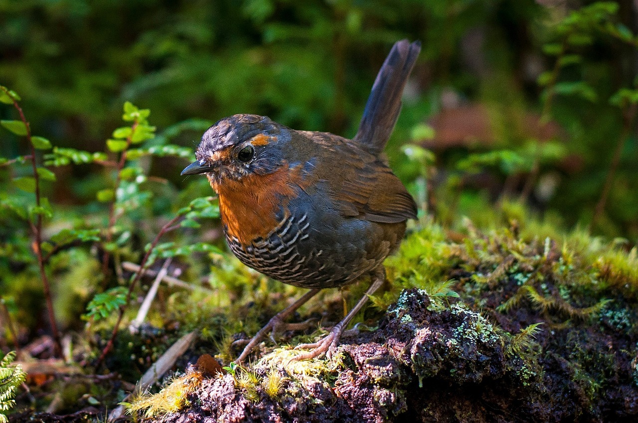 Voluntariado en la Patagonia chilena: cómo postularse para vivir gratis en un parque natural de 500 hectáreas